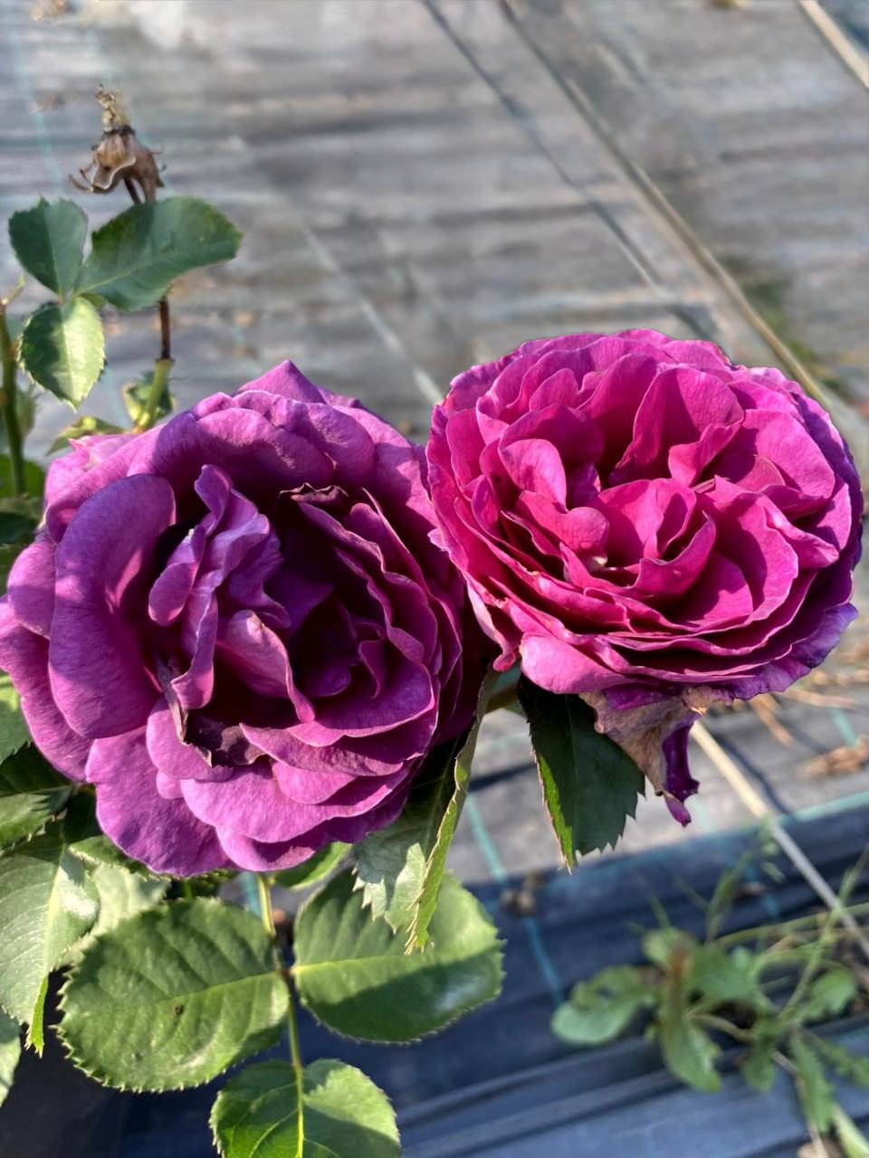 Минерва