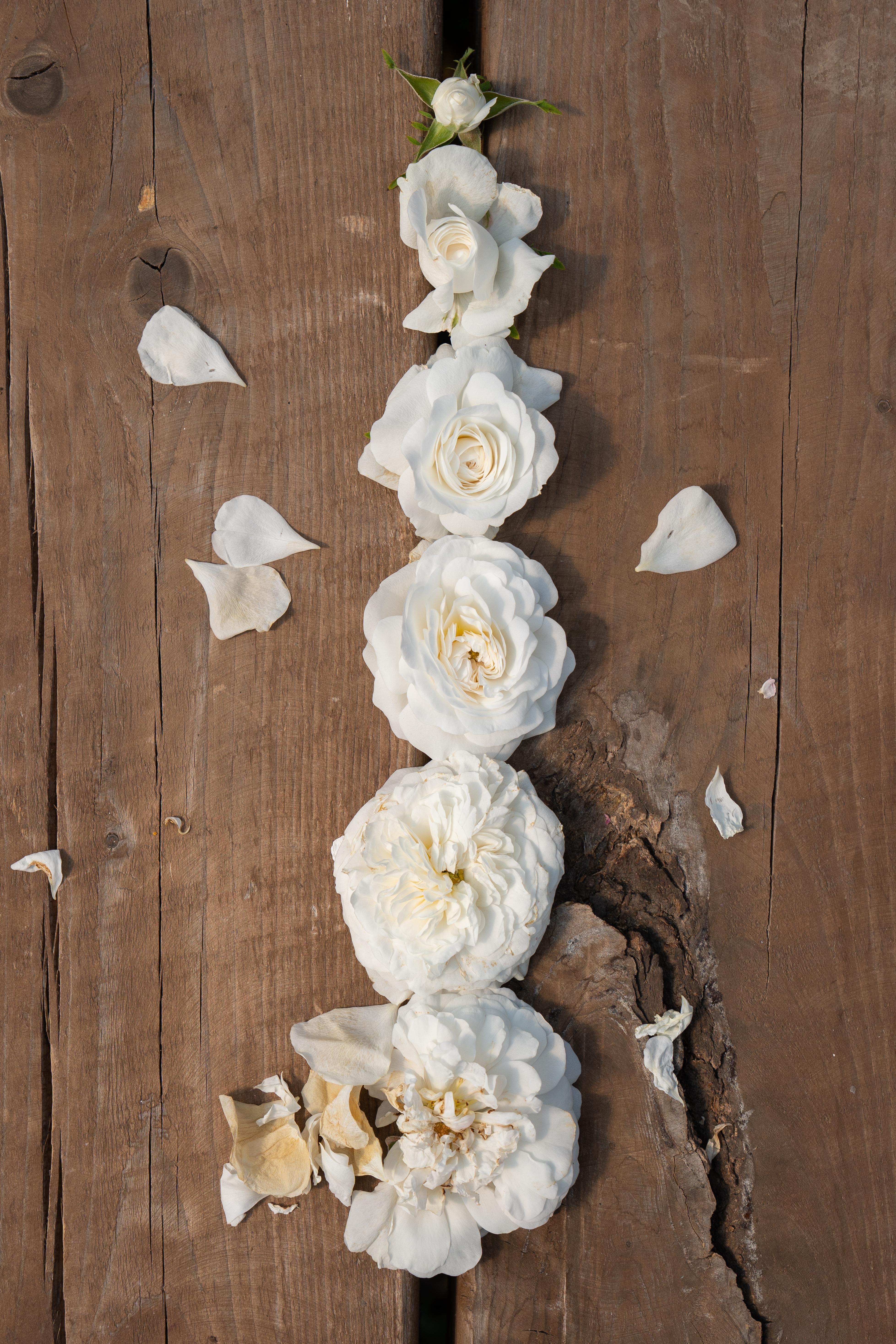Мадам Плантье