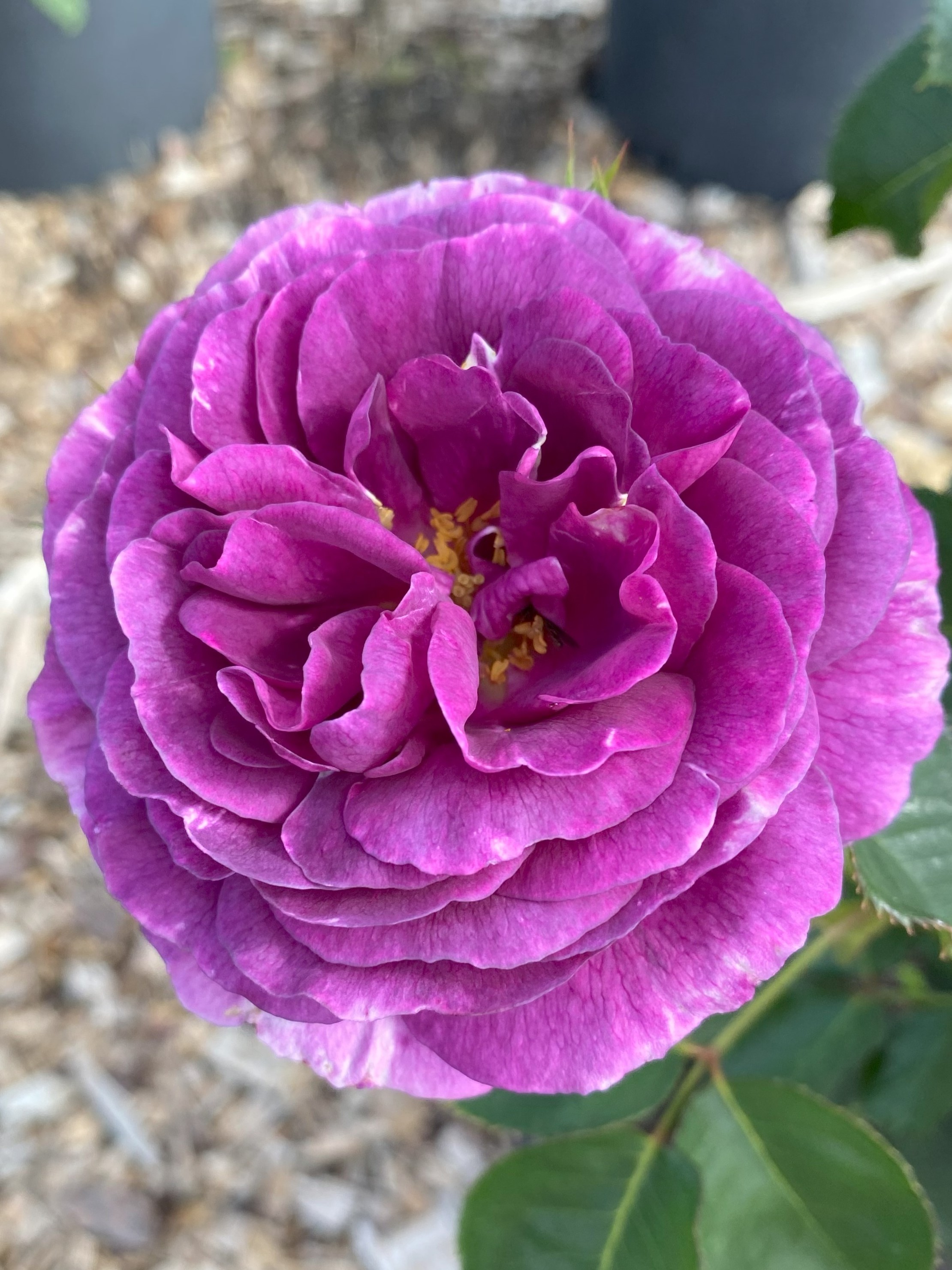 Минерва