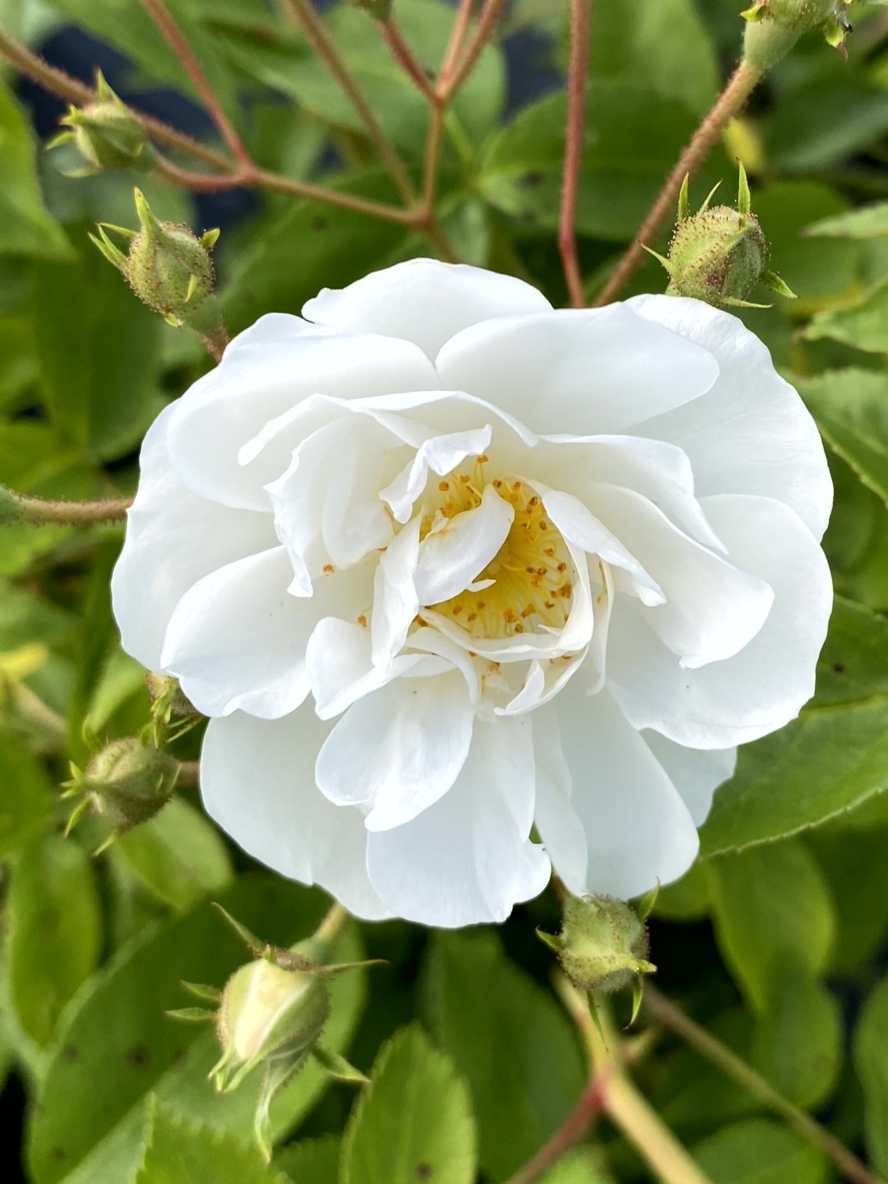Бобби Джеймс